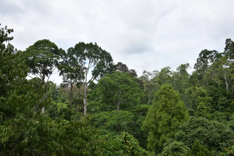 Hutan Lembah Danum, Sabah, Kalimantan