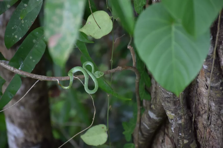 Tabin, Sabah, Kalimantan