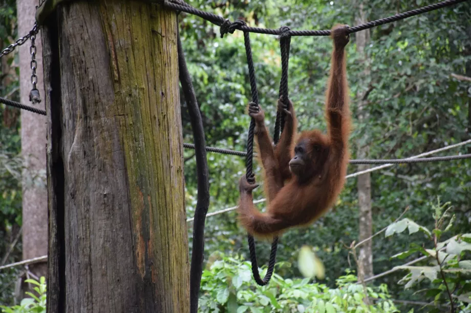 Pusat Rehabilitasi Organgtan di Sepiloku, Sabah, Kalimantan