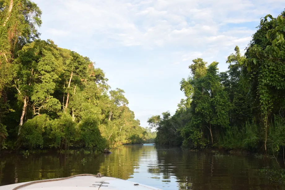 Safari sungai di Sungai Kinabatangan, Sabah, Kalimantan