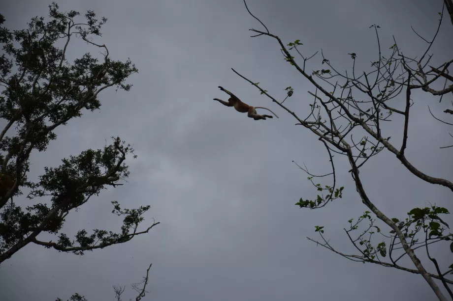 Sungai Kinabatangan, Sabah, Kalimantan