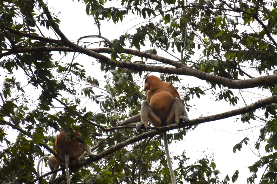 Lahan Basah Klias, Sabah, Kalimantan