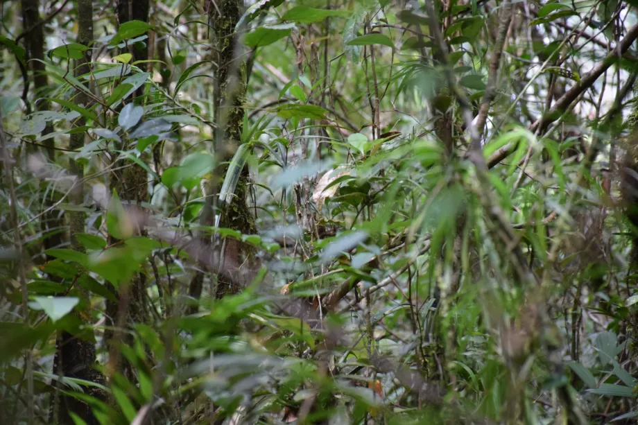 Daerah Aliran Sungai Maliau, Sabah, Kalimantan