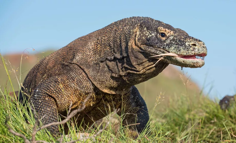 Varan dari Komodo