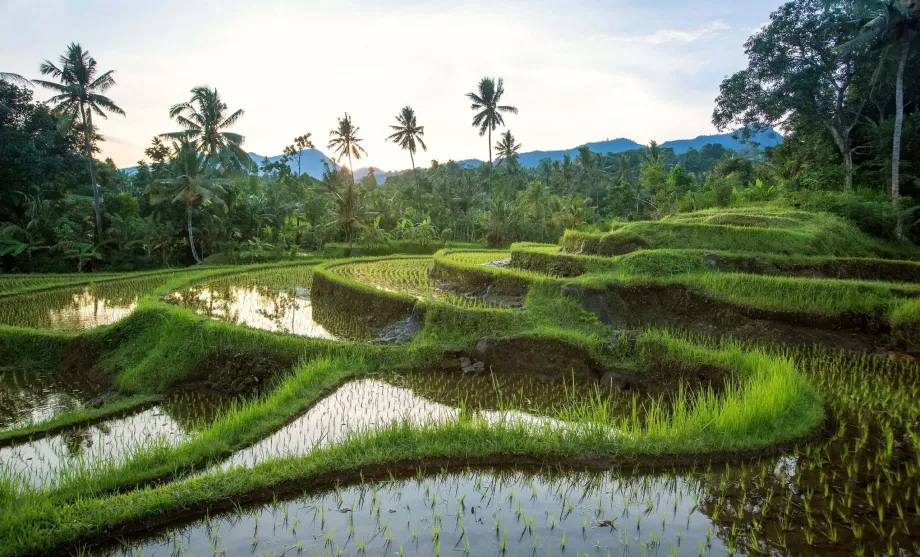 Sawah Jatiluwih