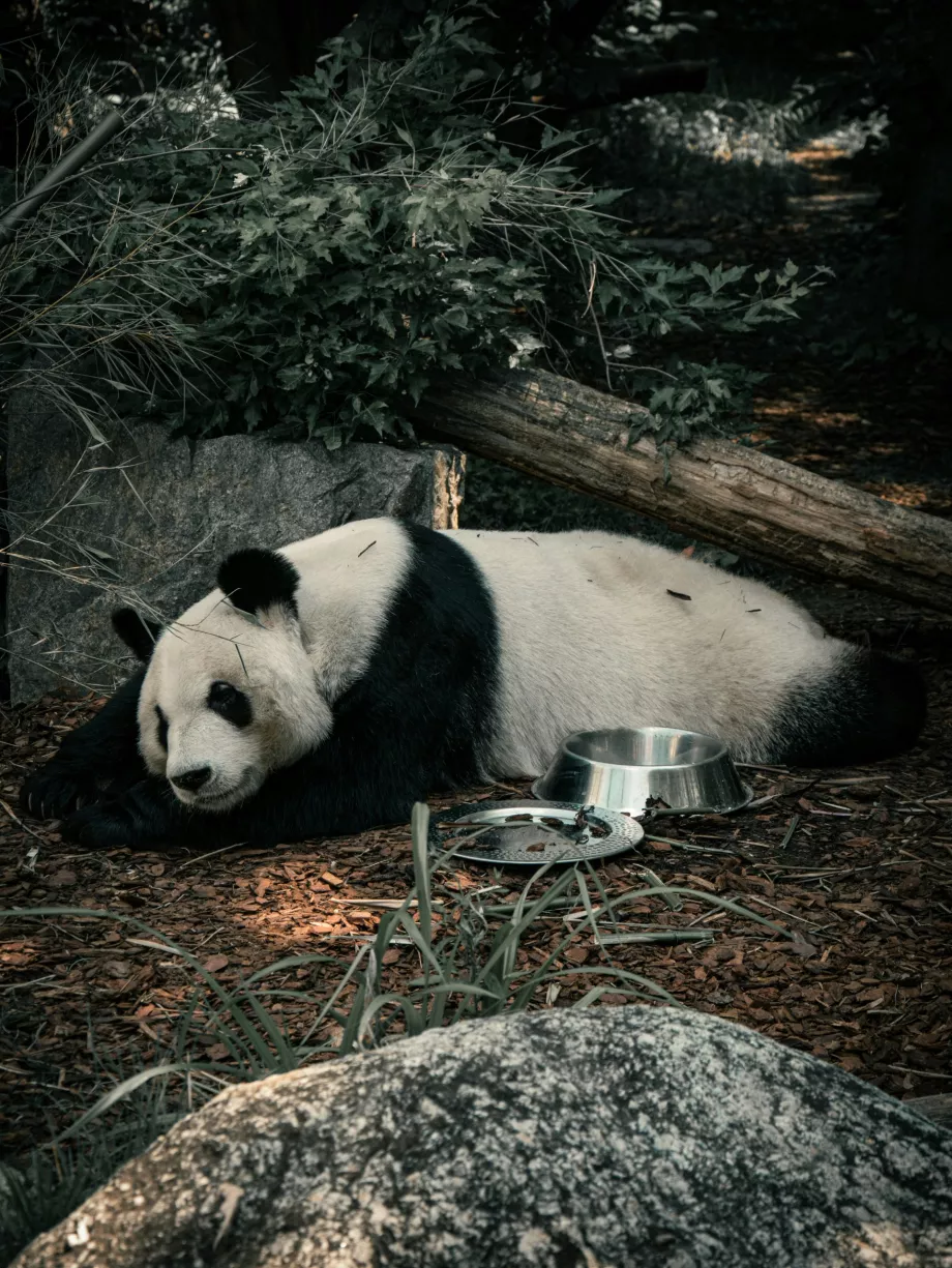 Panda Raksasa di Kebun Binatang Wina