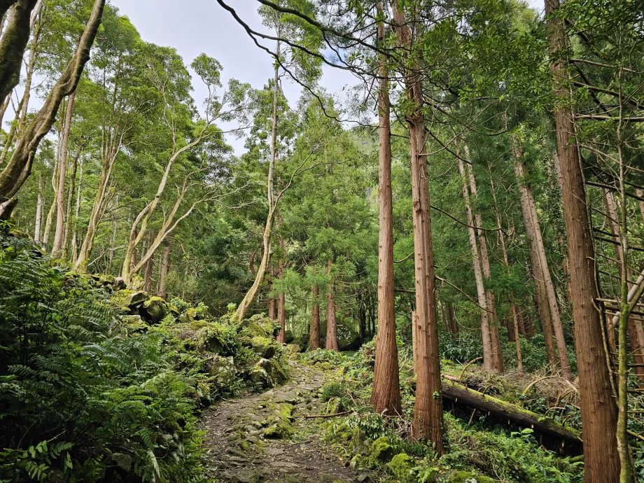 Jalan menuju Air Terjun Ferreiro