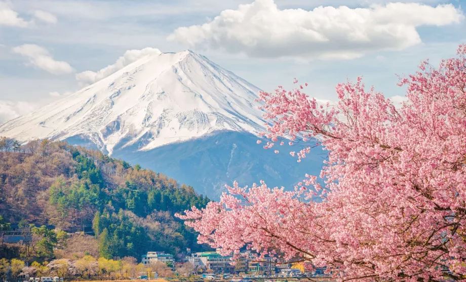 Fuji dan sakura