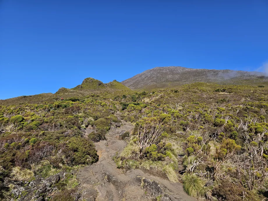 Jalan terus, Pico.