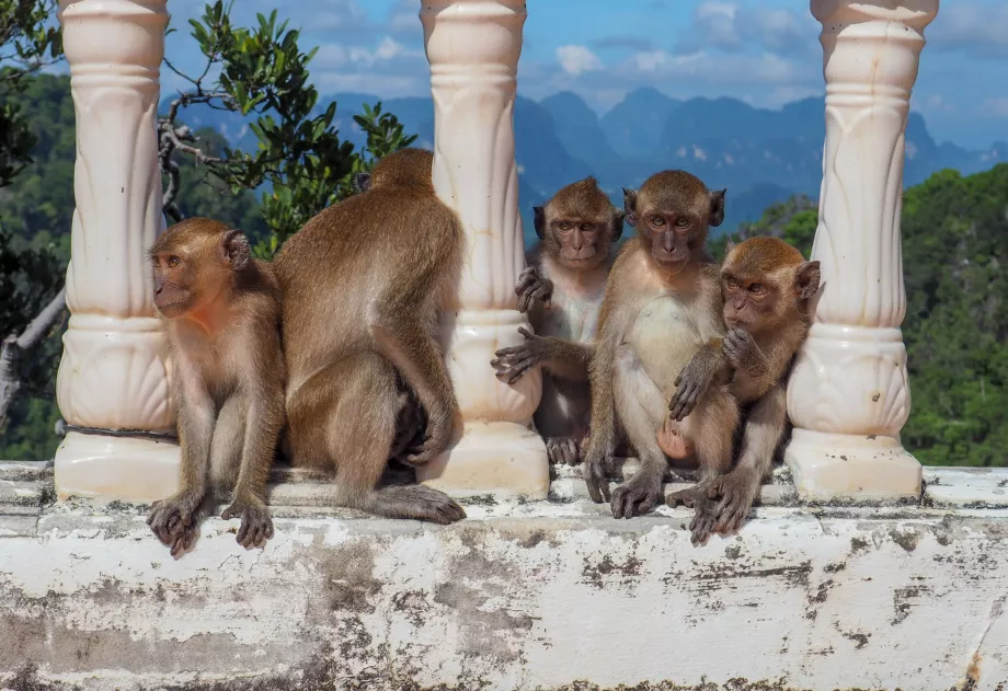 Kuil Gua Harimau, Krabi, Thailand