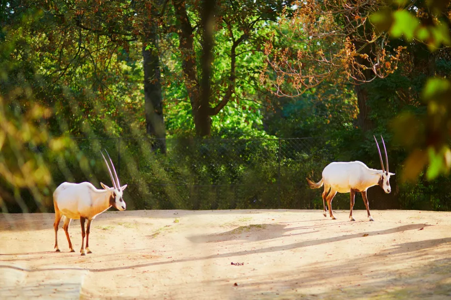 Kebun Binatang di Jardin des Plantes