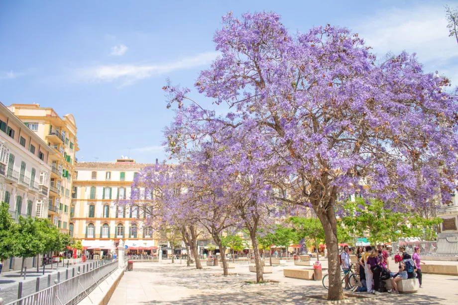 Pohon Jacaranda