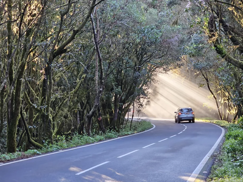 Jalan di bawah sinar matahari pagi