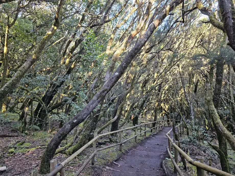 Hutan Laurel di sekitar Laguna Grane