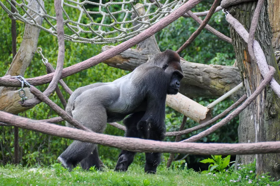 Kebun Binatang Lincoln