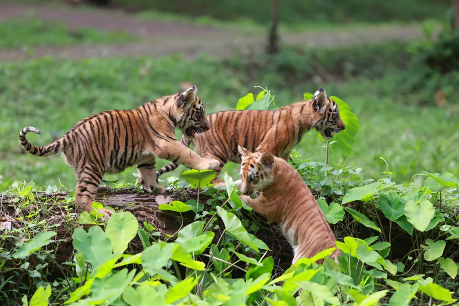 Kebun Binatang Ragunan