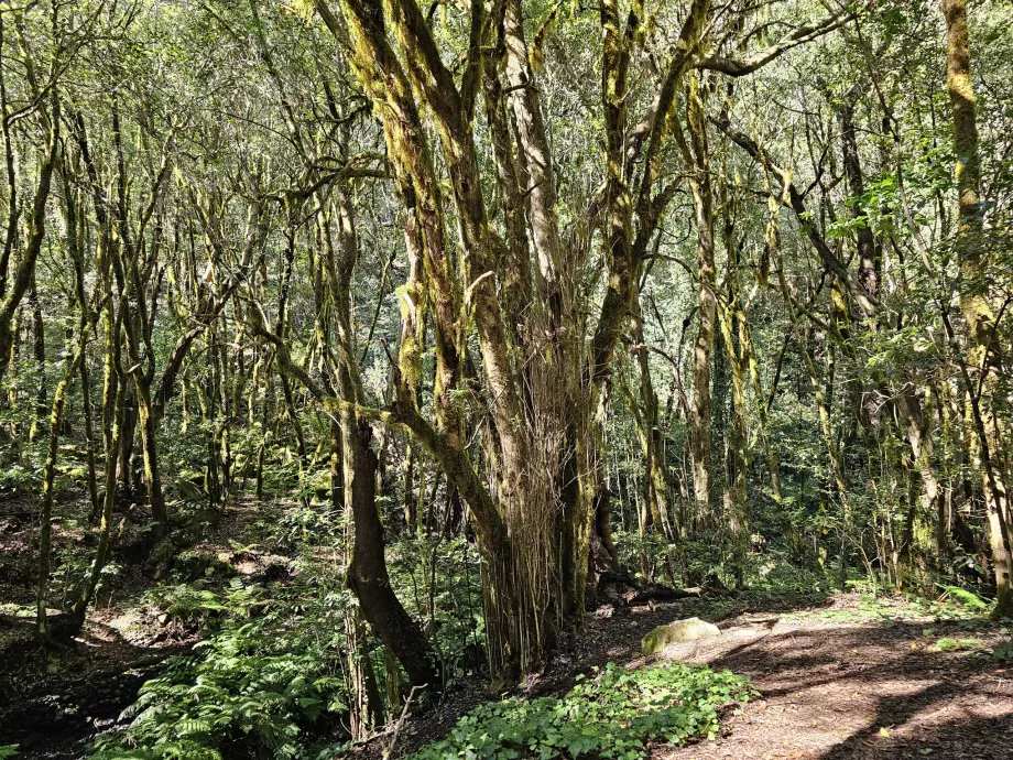 Hutan di sekitar El Cedro