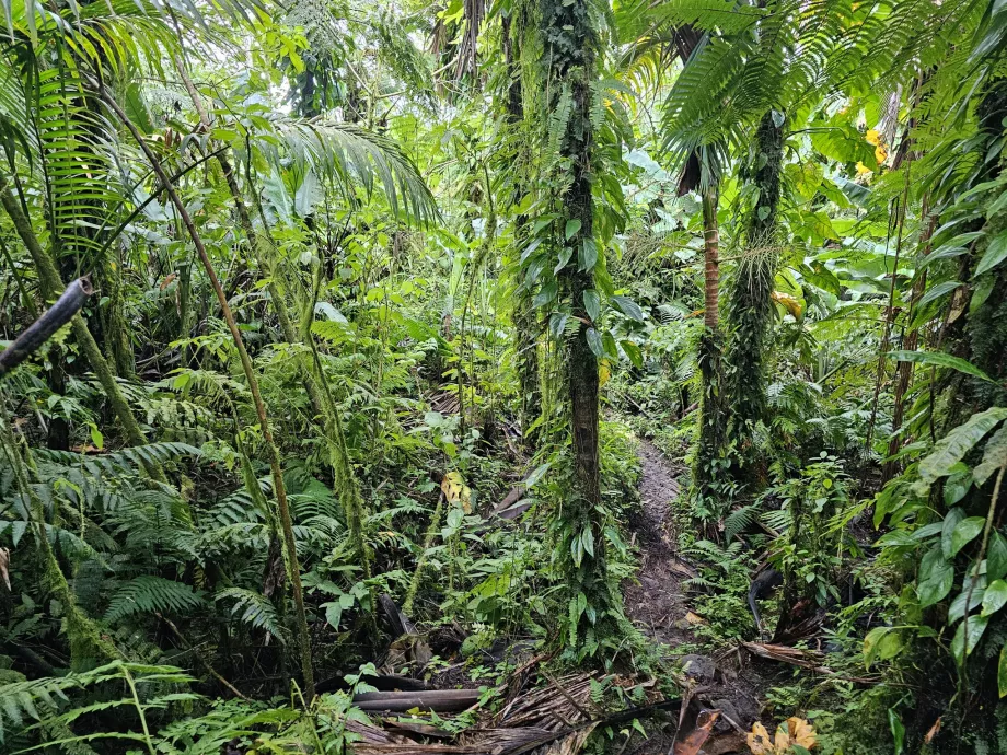 Jalur Hutan Peri