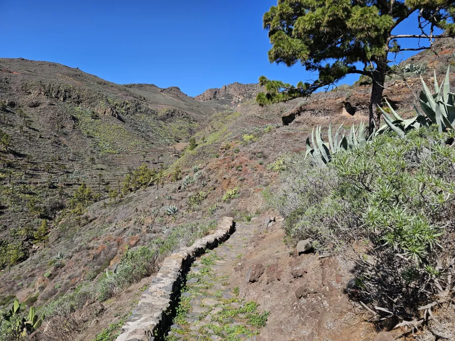 Jalan menuju Drago de Alagán