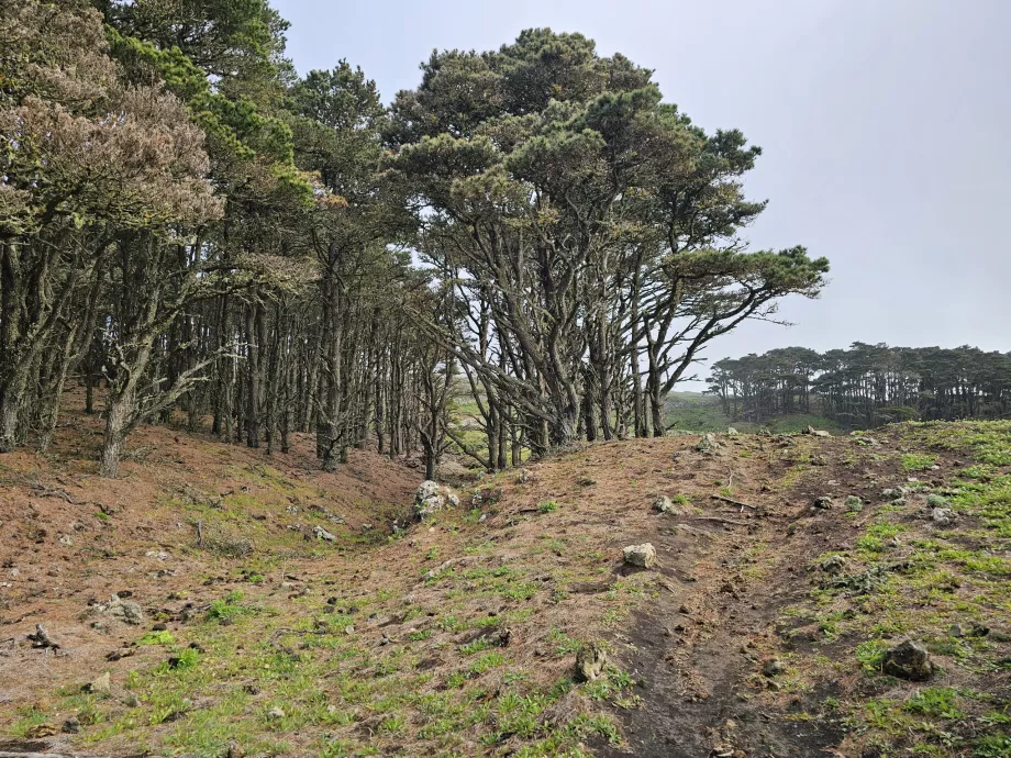 El Hierro Barat