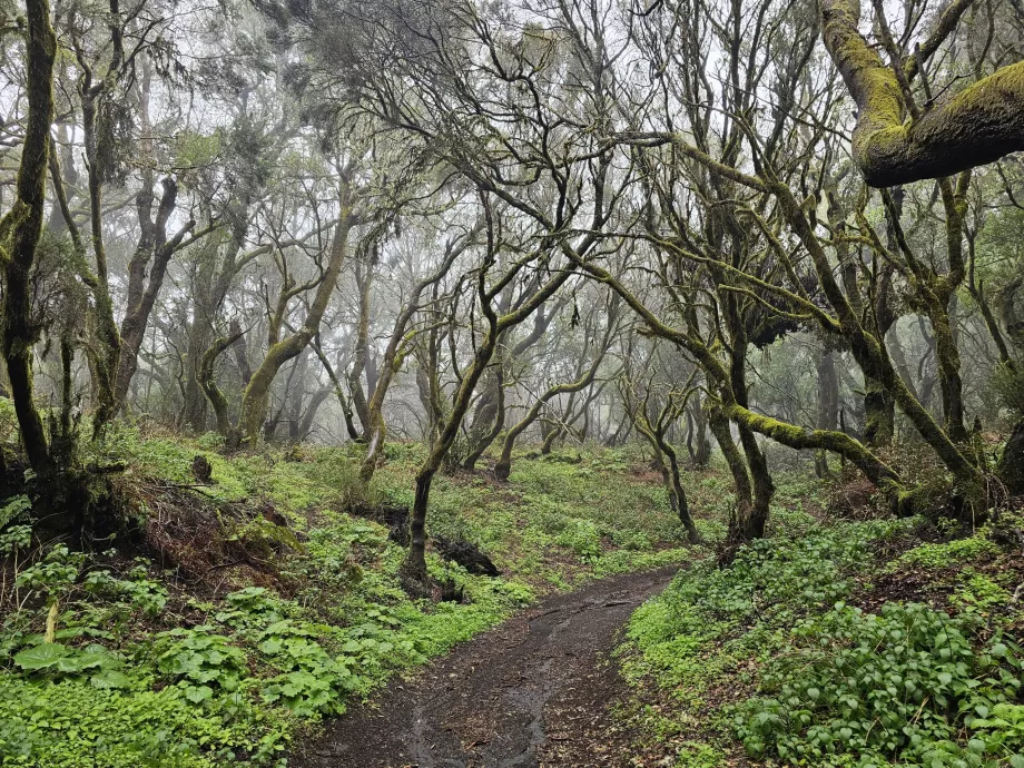 Sendero La Llanía