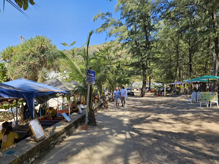 Pohon Pinus di tepi Pantai Nai Harn