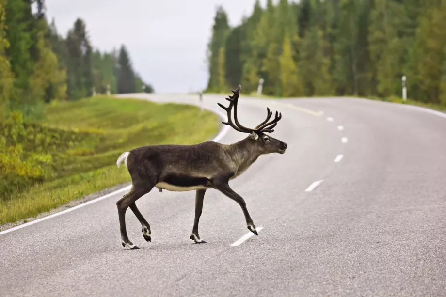 Rusa kutub di seberang jalan