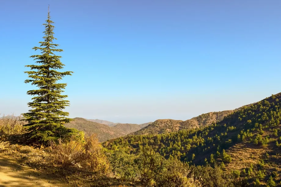 Pohon cemara Troodos