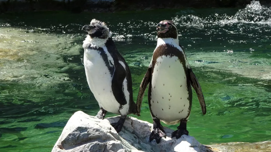 Penguin di Kebun Binatang Schönbrunn