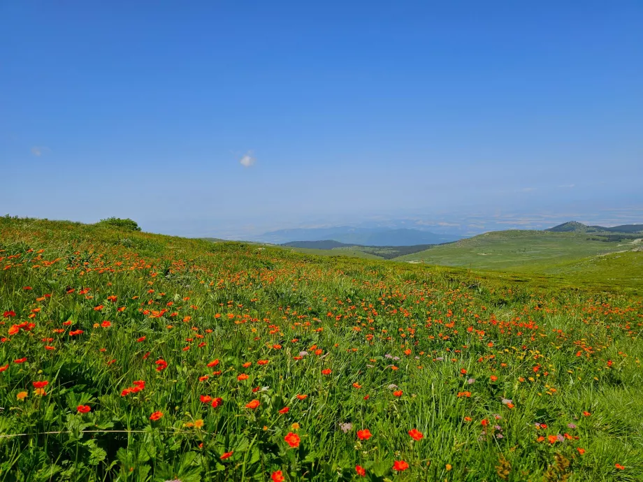 Padang rumput di Pegunungan Vitosha