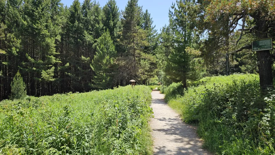 Hutan di dataran rendah Pegunungan Vitosha