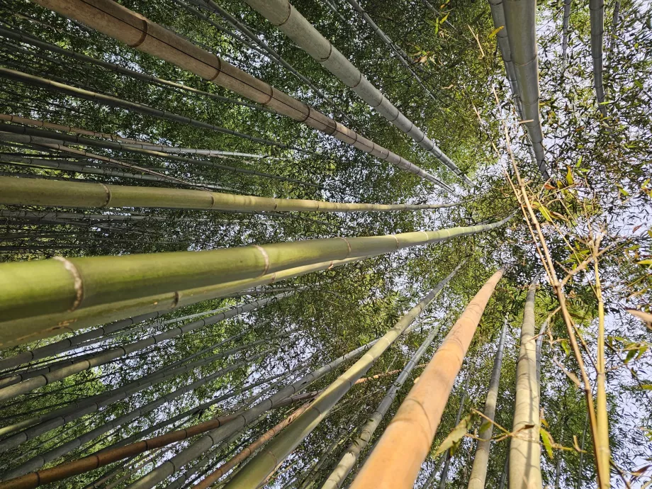 Hutan bambu