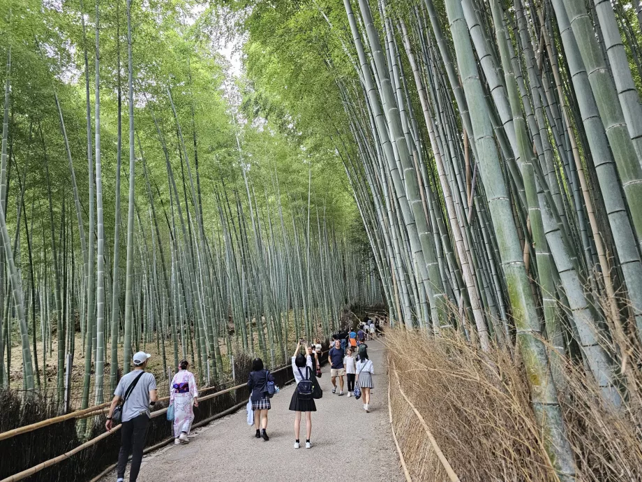 Hutan bambu