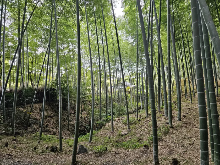 Hutan bambu