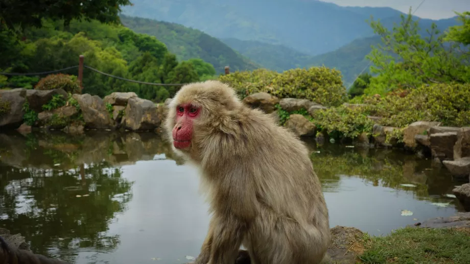 Taman Monyet Arashiyama