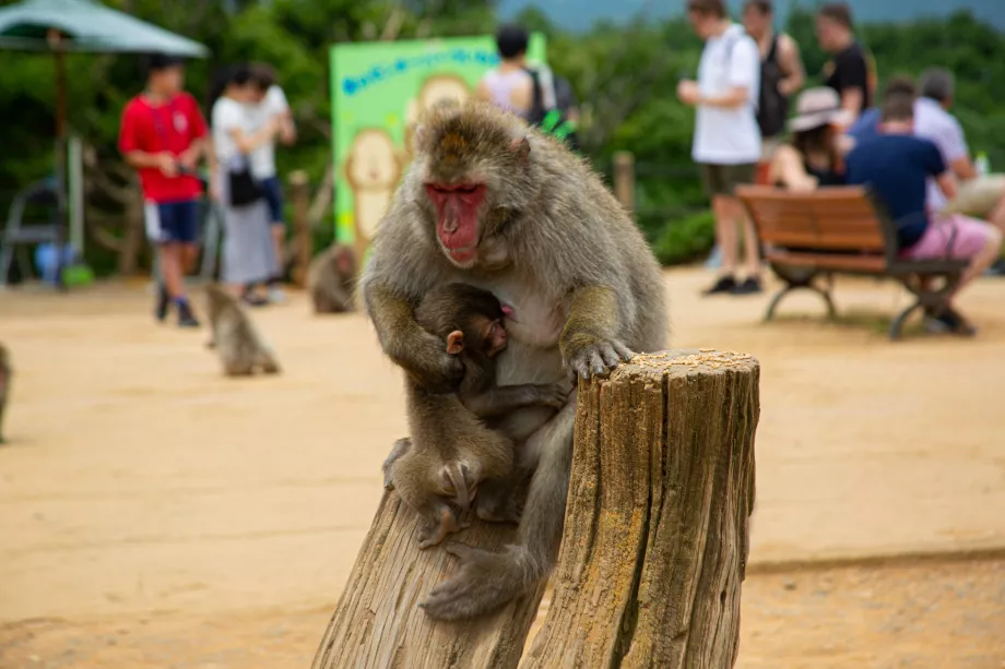 Taman Monyet Iwatayama