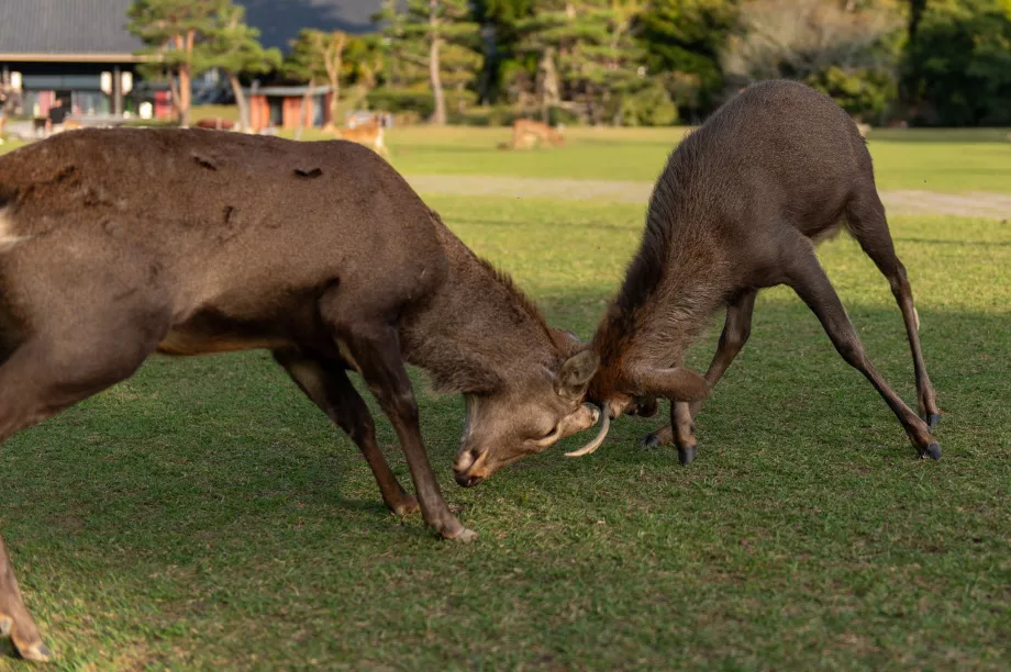 Taman Nara