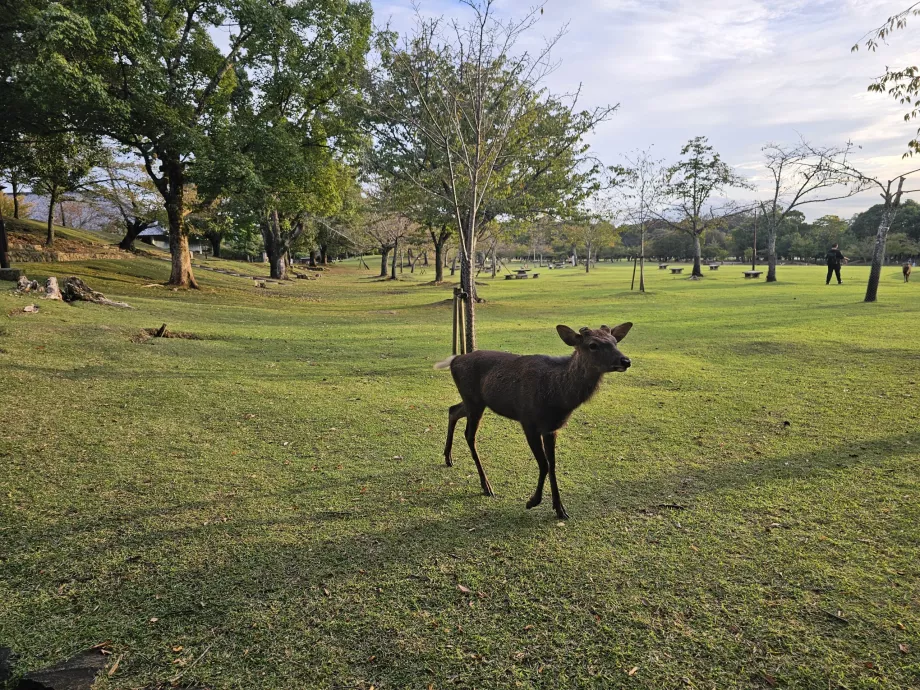 Taman Nara