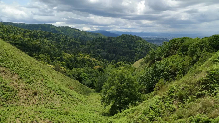 Hutan di sekitar Nara