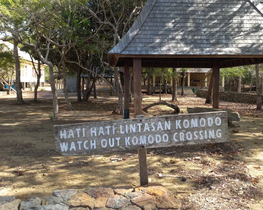 Perhatian, Varanus Kepulauan Komodo, Indonesia