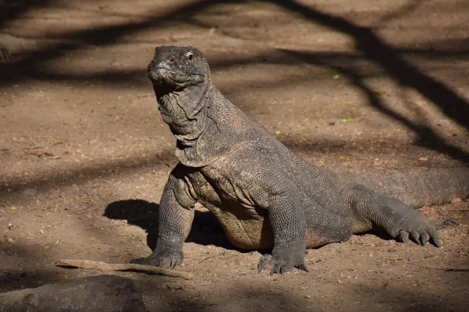 Pulau Komodo, Kepulauan Komodo, Indonesia