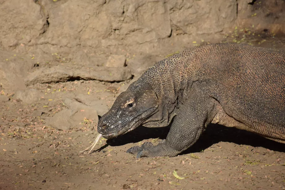 Komodo, Kepulauan Komodo, Indonesia