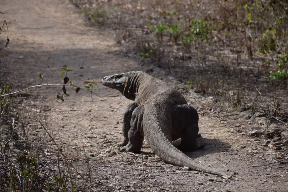 Varan komodo, Kepulauan Komodo, Indonesia