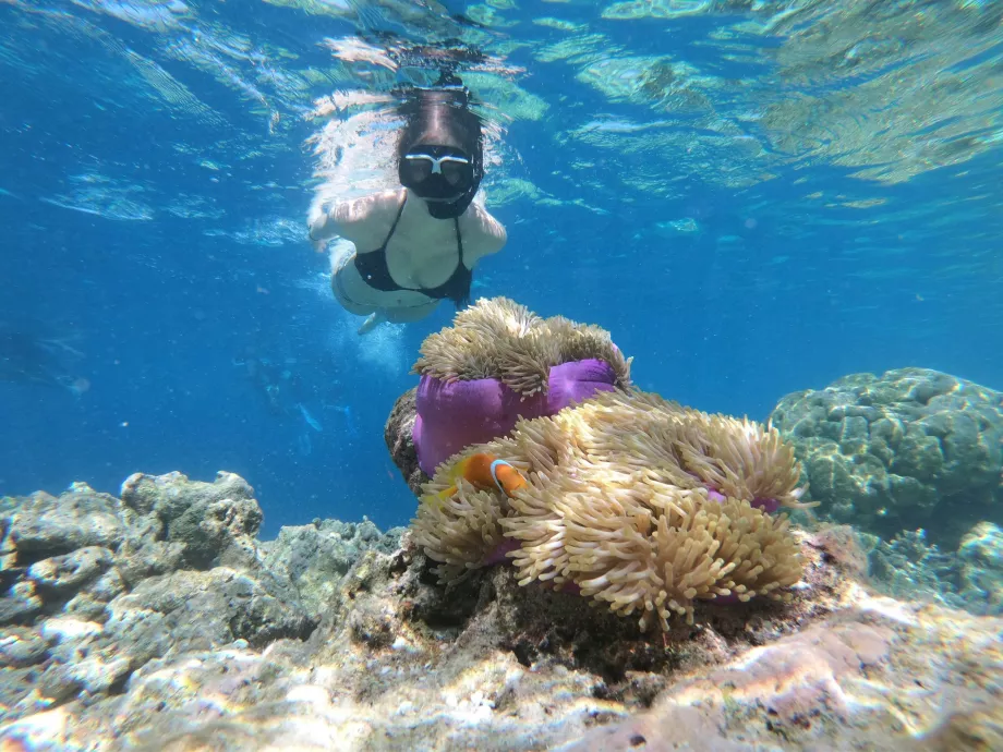 Manjerite Point, Kepulauan Komodo, Indonesia