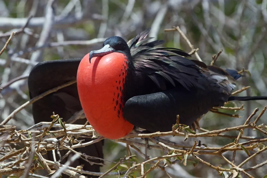 Suaka Burung Fregat