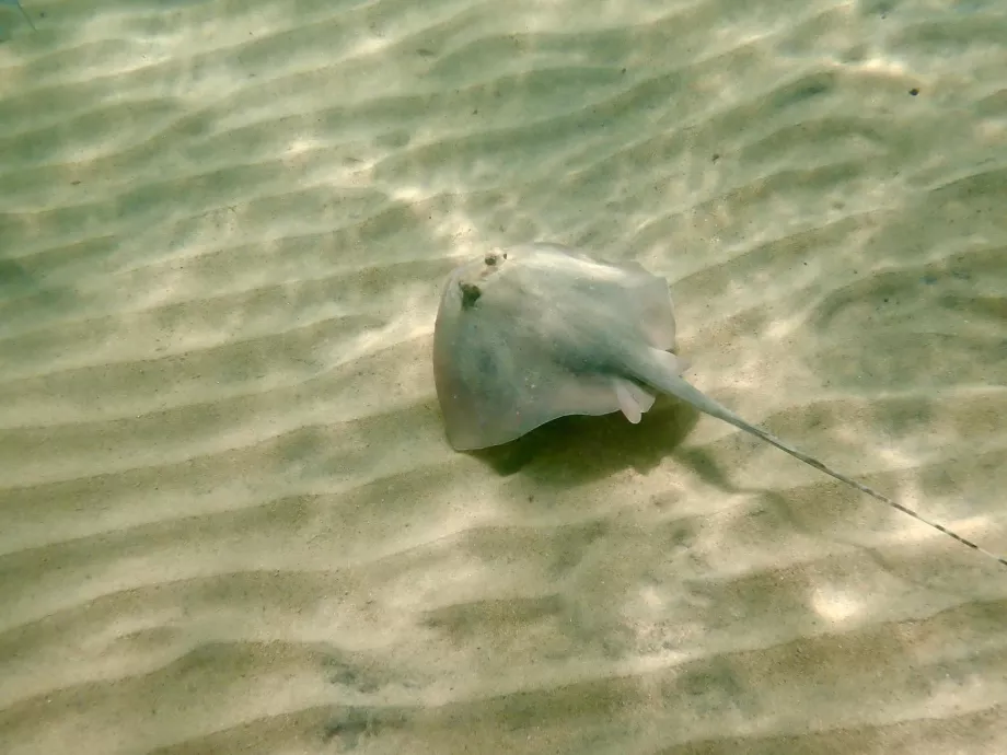 Snorkeling di Tioman