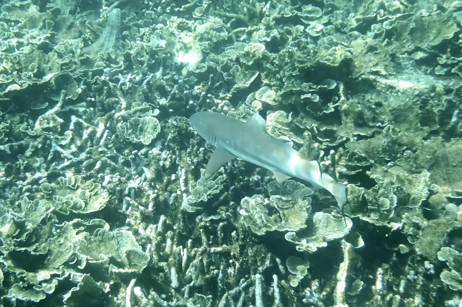 Bersnorkel di Tioman dan hiu