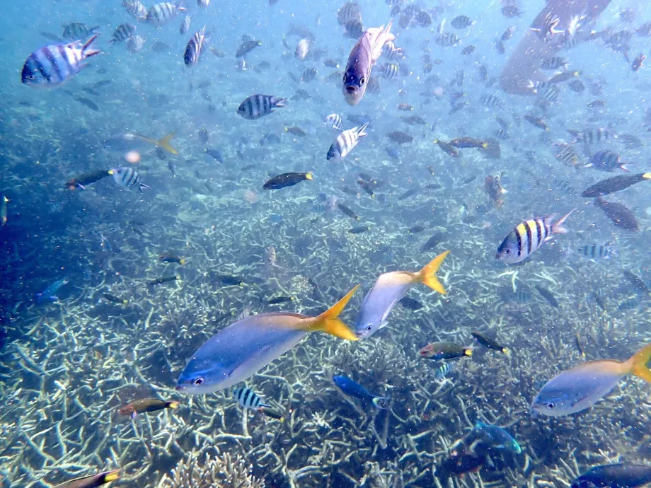 Bersnorkel di Tioman dan ikan